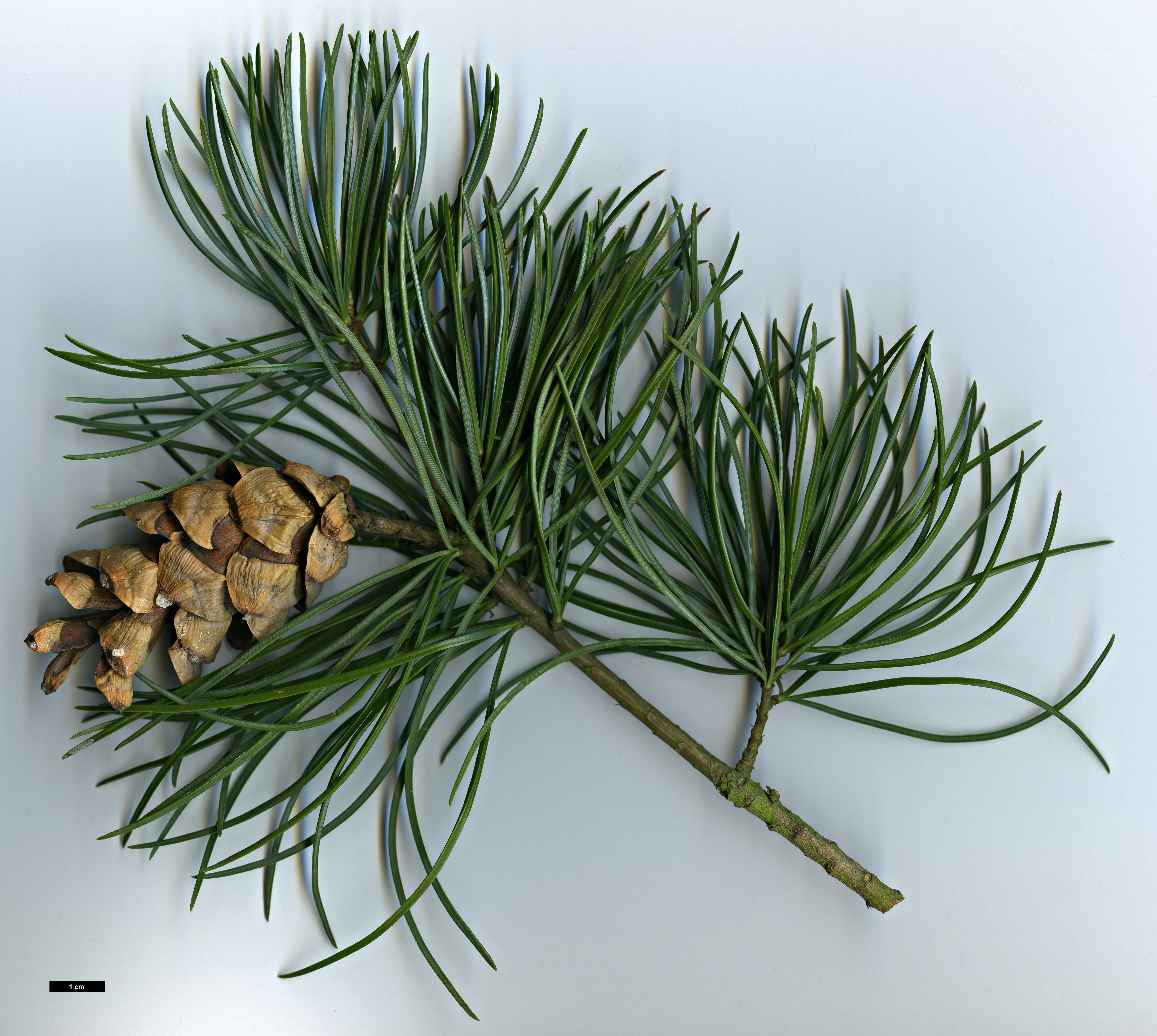 High resolution image: Family: Pinaceae - Genus: Pinus - Taxon: wangii - SpeciesSub: subsp. kwangtungensis